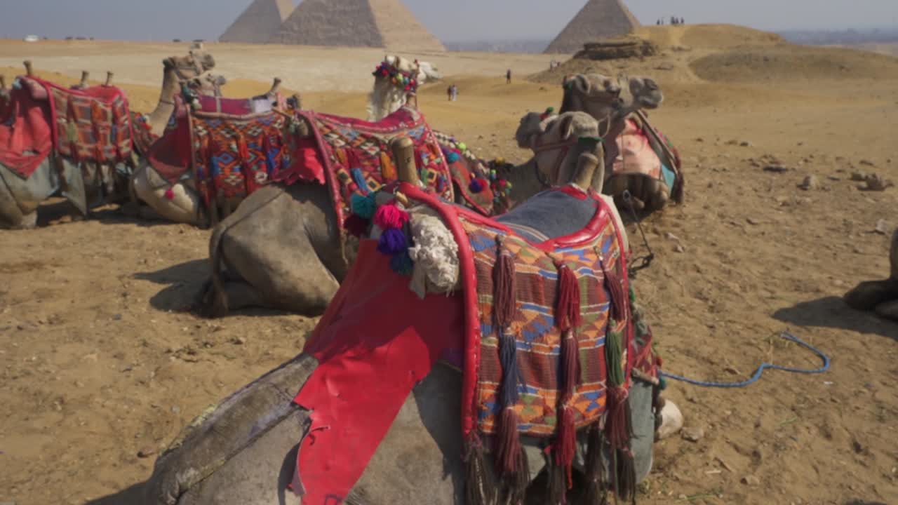 Bellissimi cammelli che riposano con grazia nelle sabbie del deserto, adornati con vivaci coperte di tappezzeria rosse, con le iconiche Piramidi di Giza che si ergono maestosamente sullo sfondo sotto un cielo azzurro e limpido.