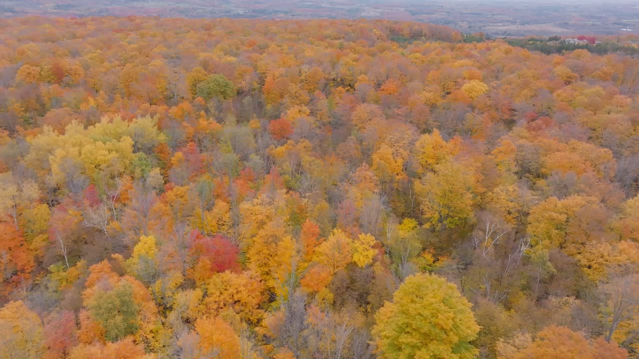 온타리오 주 칼레돈의 활기찬 가을 숲, 가을 잎자루의 최고 계절 동안, 공중 사진