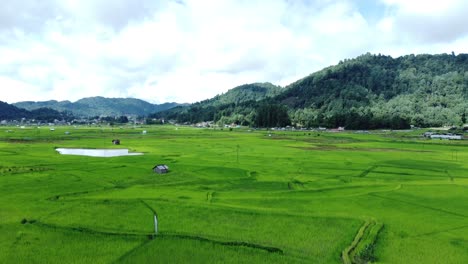 aerial view shot of paddy field in arunachal pradesh