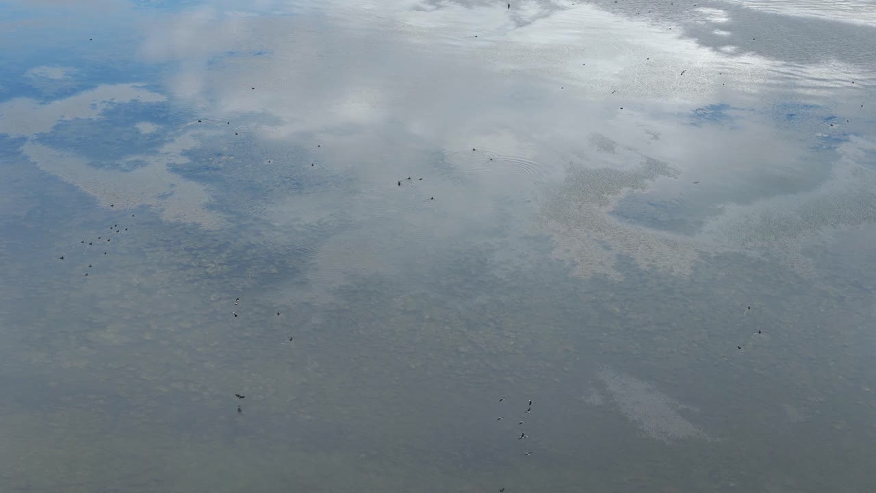 은 물 을 가진 호수 위 를 날아다니는 검은 새 들 의 집단