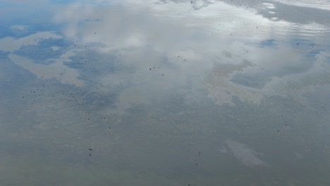 Group-of-black-birds-flying-over-a-lagoon-with-clear-waters