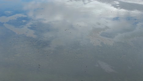 grupo de pájaros negros volando sobre una laguna con aguas claras