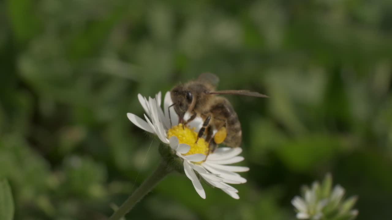 la abeja voladora polinizando la flor de margarita en el campo de hierba verde, macro cámara lenta