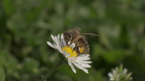 Abeja-Voladora-Polinizando-Flores-De-Margarita-En-Campo-De-Hierba-Verde,-Macro-Cámara-Lenta