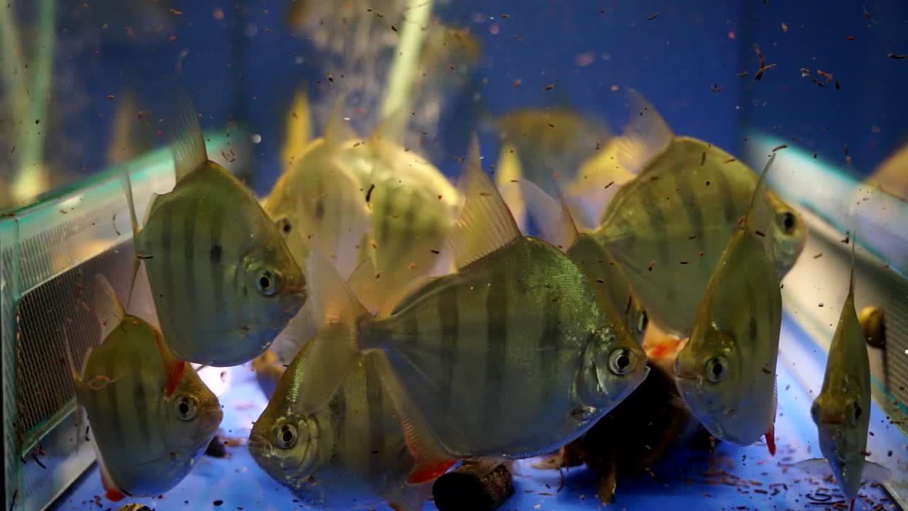 Striped Silver Dollar Fish in small fish tank waiting to be sold, fish trade