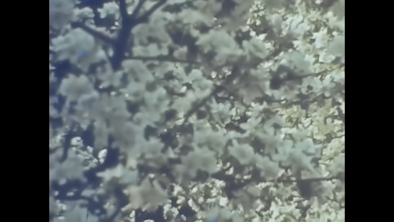 A Picture of a White Flowered Tree, Natures Serene Beauty in Full Bloom. CIRCA USSR 1980s: This image showcases the captivating sight of a tree adorned with beautiful white flowers, radiating tranquility and grace.