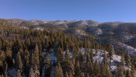 Push-towards-Douglas-Fir-trees-and-hills-in-Lake-Tahoe,-Nevada