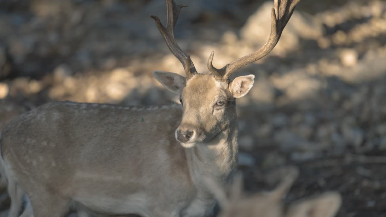 un primer plano suave de un joven ciervo salvaje con enormes cuernos afilados, la cálida luz del sol en su cara, cámara lenta video 4k, vida silvestre en américa