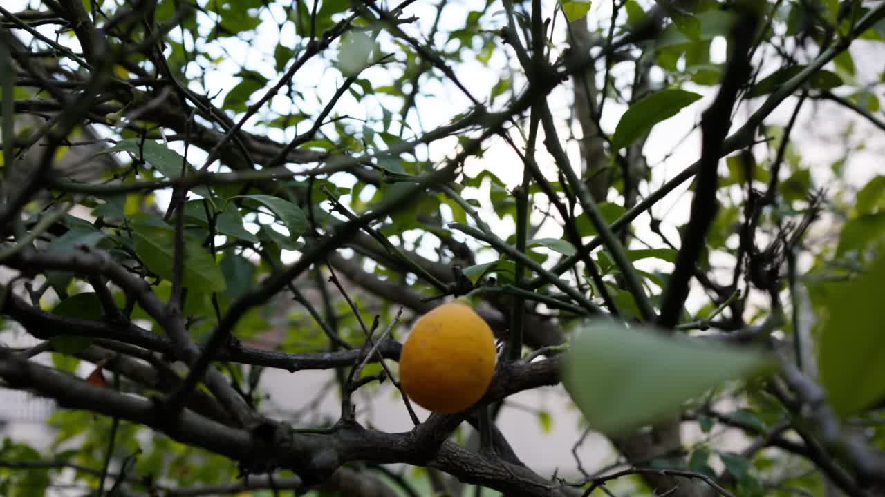 Smooth left-to-right slide past a ripe lemon on a lemon tree with soft-focus leaves in the foreground, perfect for culinary storytelling