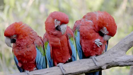 group of wild ara chloropterus parrots perched on wooden branch of tree in nature - woodland of south america in summer