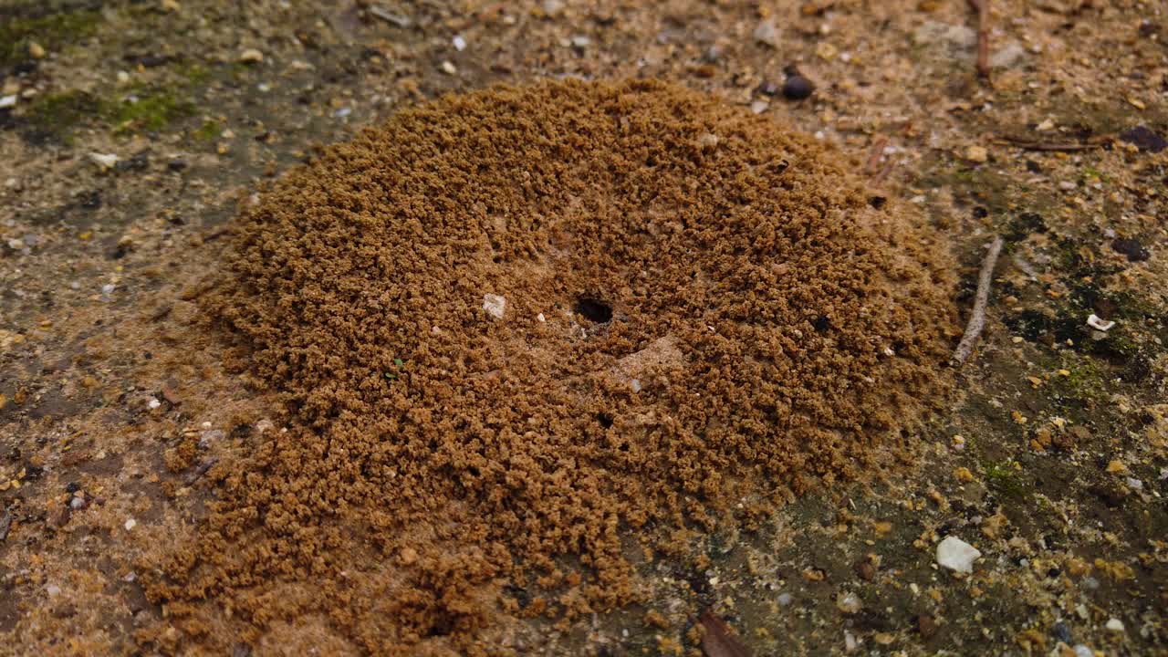 hormiga cavando un hoyo de hormiguero en el suelo para la colmena de colonia, cierre estático
