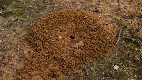 ant digging anthill hole in ground for colony hive, static closeup