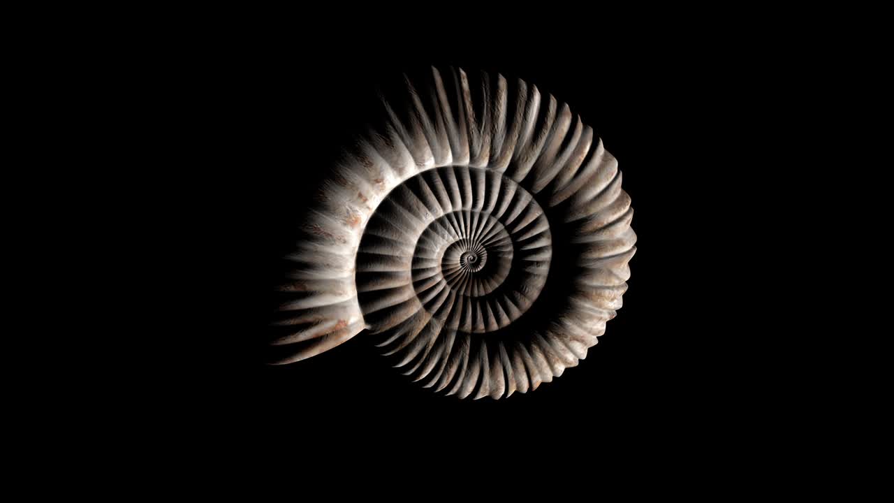 animación de un fósil prehistórico de ammonita que gira en bucle