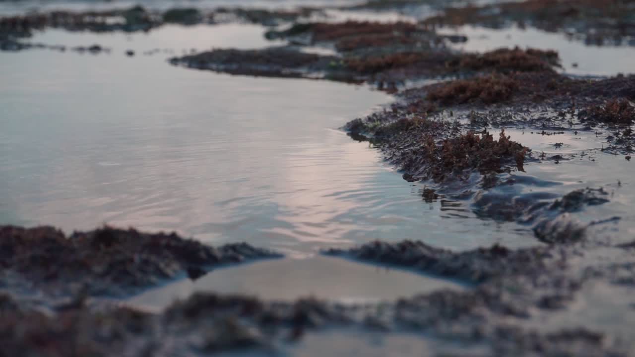 바다 물결에서 산호의 바다로 다시 물 흐름