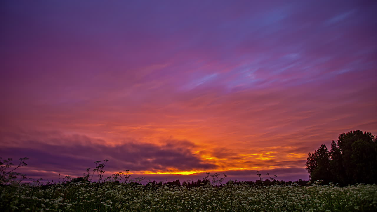 el cielo del atardecer cambia a un espectro de colores al atardecer sobre un campo de flores silvestres - lapso de tiempo de ángulo bajo