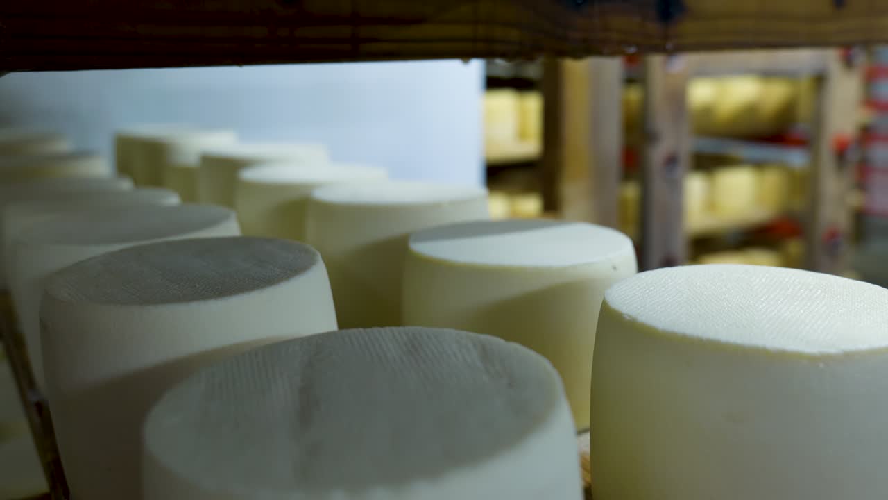 Wheels of young cheese ripening on shelves in a cheese dairy cellar