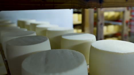 wheels of young cheese ripening on shelves in a cheese dairy cellar