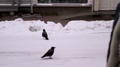 toma de pájaros negros en las calles congeladas de tromso en noruega