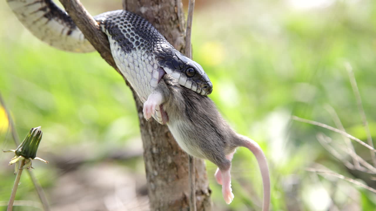 serpiente de rata negra masticando a su presa - comiendo un ratón en el árbol