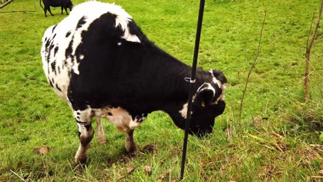 Vaca-Linda-Que-Le-Gusta-Un-Poste,-Arriesgándose-A-Una-Pequeña-Descarga-Eléctrica