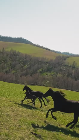 lively horses with healthy little foals run uphill in valley with autumn forest first point view. stud equal animals play in natural environment slow motion