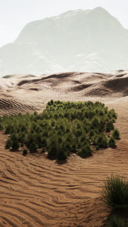 desert landscape with grass