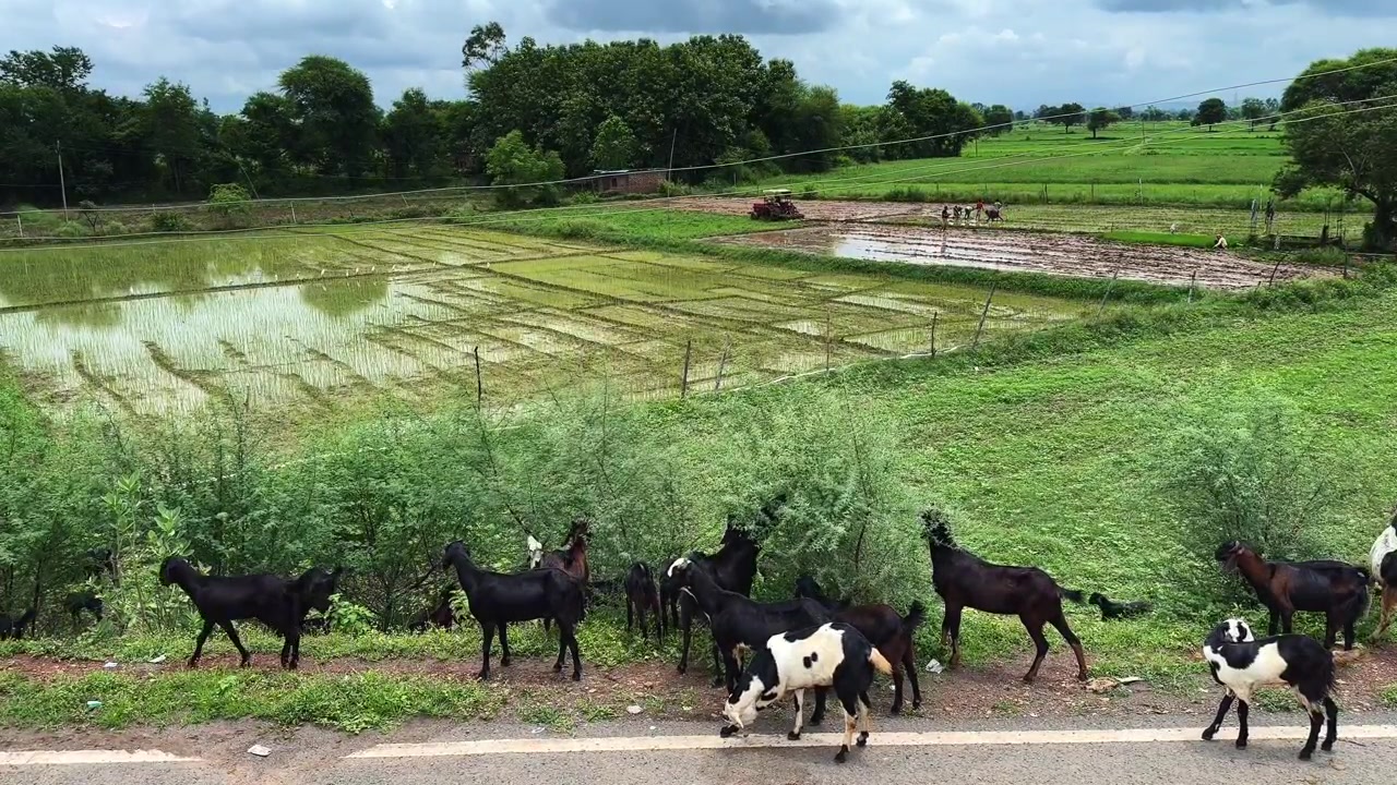 Kambing-kambing domestik merumput vegetasi berdaun segar di samping jalan pedesaan dengan ladang pertanian subur dan petak-petak tergenang air musiman di latar belakang.