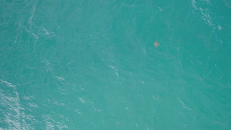 View-From-Above-Of-An-Eagle-Ray-Swimming-Under-Clear-Blue-Sea-In-Gold-Coast,-Queensland