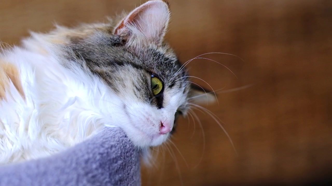 Un gattino molto carino con lunghi baffi giace sulla sua cuccia e guarda in basso.