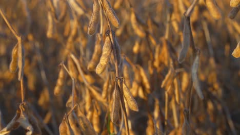 closeup of soybean plants under the warm late afternoon sunlight.