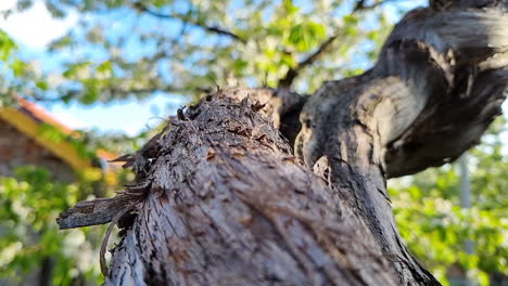 árbol de vid de uva