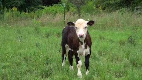 black and white calf, mini hereford holstein cross beef cow standing in green pasture