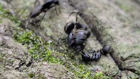 video macro de mano de algunas hormigas de color negro luchando