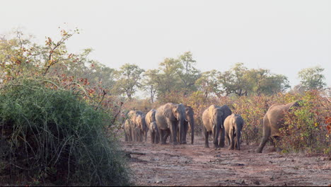 African-elephant-herd-walking-in-line-in-woodland-towards-camera