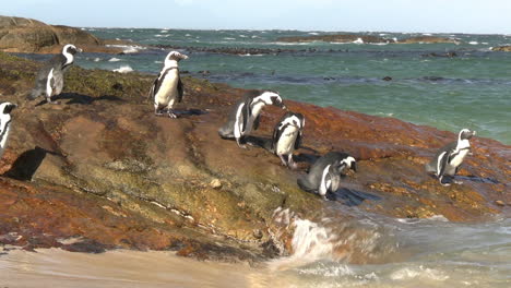 Pequeña-Colonia-De-Pingüinos-Africanos-De-Roca-En-La-Costa-De-Sudáfrica-En-Un-Día-Soleado-Y-Ventoso