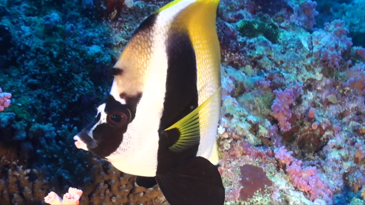 butterflyfish 슈퍼 열대 암초에 가까이