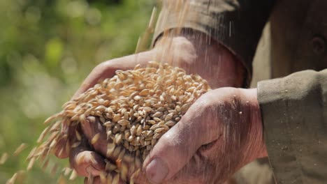 el agricultor inspecciona su cosecha con las manos sosteniendo semillas maduras de trigo.