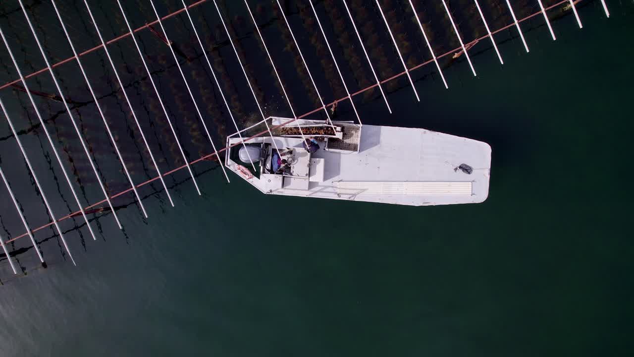 el barco se acerca a las estructuras donde se encuentran las ostras, acercándose para recogerlas