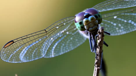 close-up view of a dragonfly with prominent compound eyes and transparent wings