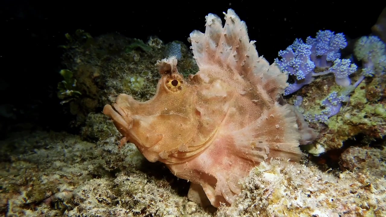 Scorfano lacustre Rhinopias eschmeyeri che si gira in primo piano davanti alla telecamera, con ripresa frontale e di profilo.