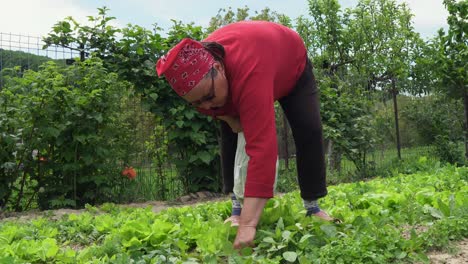 romanian farmer woman collecting lettuce from garden