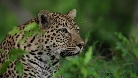 african leopard panting and staring into the distance of the african bush