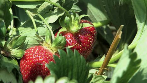 beautiful red strawberries on a bush, bavaria, germany