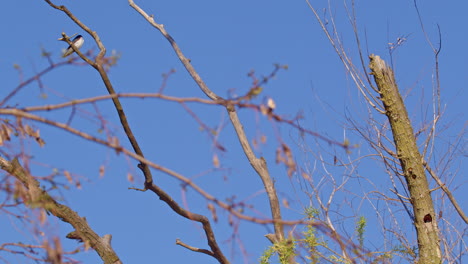 A symphony of wings: purple martins captured in slow-mo during springtime.