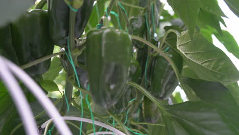 Pimientos-Verdes-Grandes-Colgando-De-La-Planta