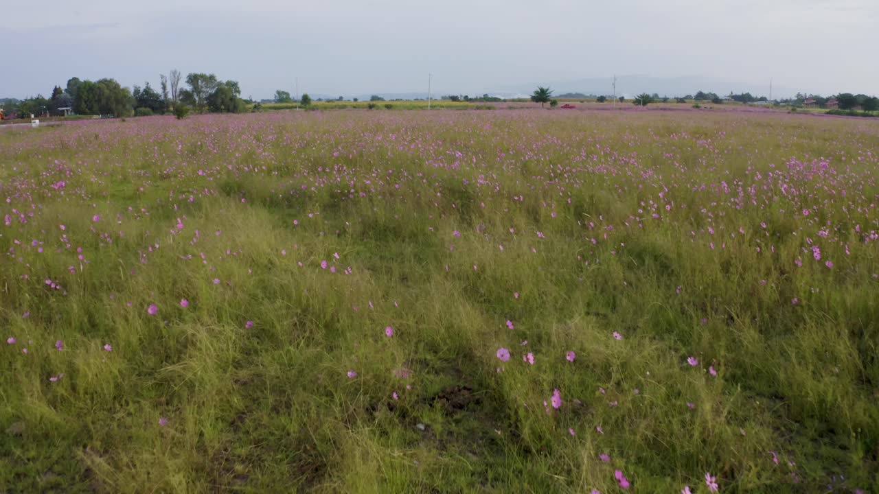 campo de flores frente a un lago
