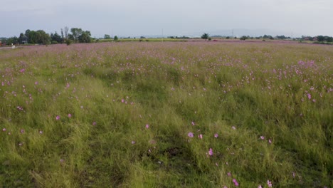 Blumenfeld-Vor-Einem-See