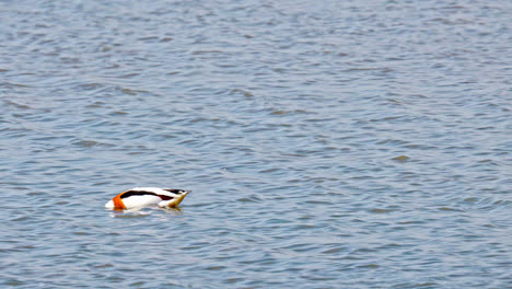 wild ducks mallard male, female on the lake shore in lincolnshire marshlands