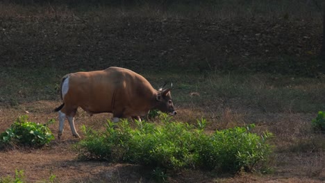 Bison,-Bos-Javanicus,-Huai-Kha-Kaeng-Wildschutzgebiet,-Thailand