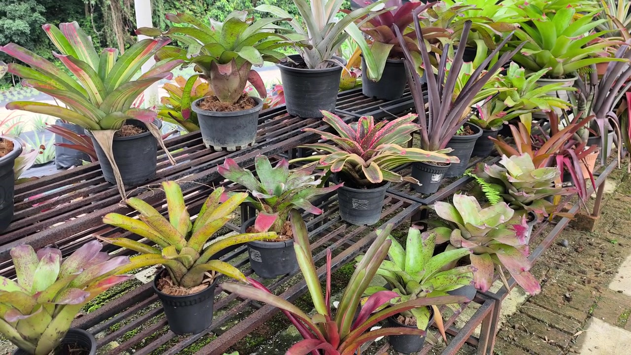 Una collezione diversificata di specie di ananas cresce in piccoli vasi decorativi. Queste piante uniche provengono da vari paesi del mondo. Sono splendidamente disposte come esposizione ornamentale